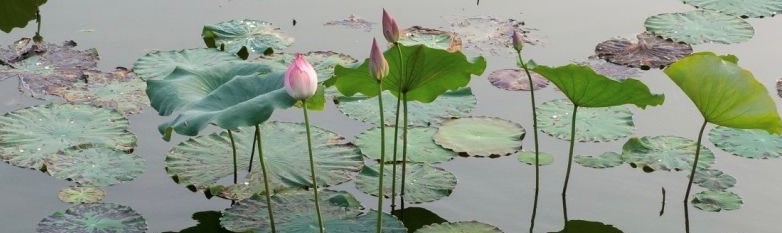 Mỹ Thuật