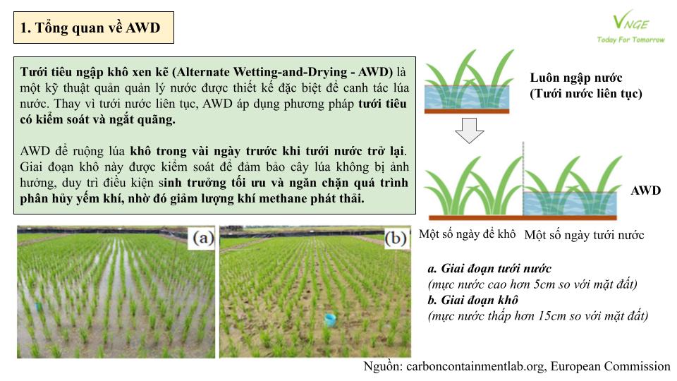 Ứng dụng phương pháp tưới tiêu ngập khô xen kẽ trên ruộng lúa tại Philippines 